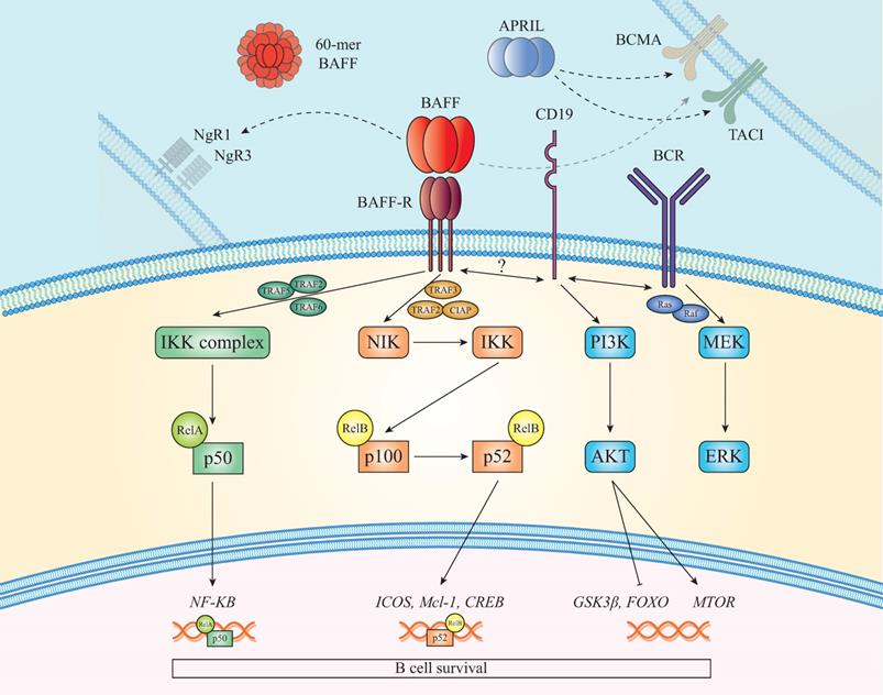 Int J Med Sci Image