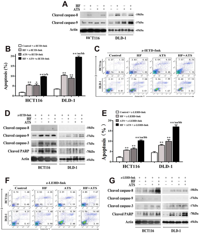 Int J Med Sci Image