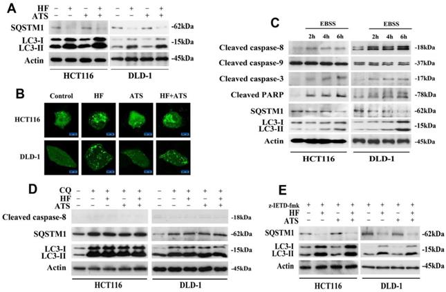 Int J Med Sci Image