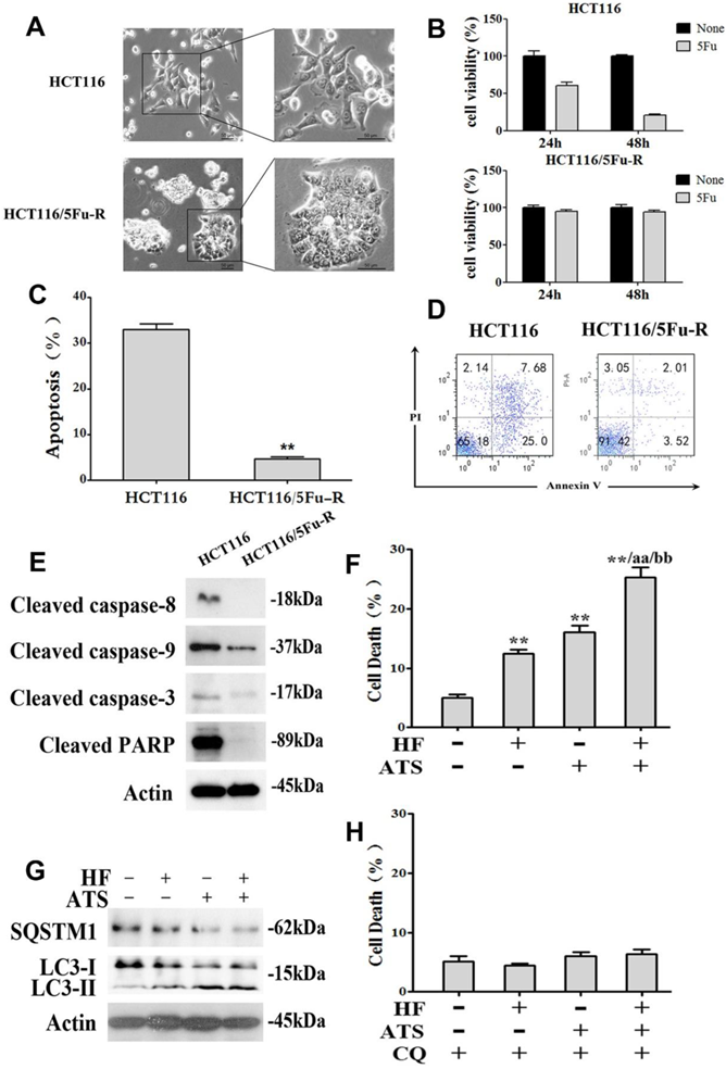 Int J Med Sci Image