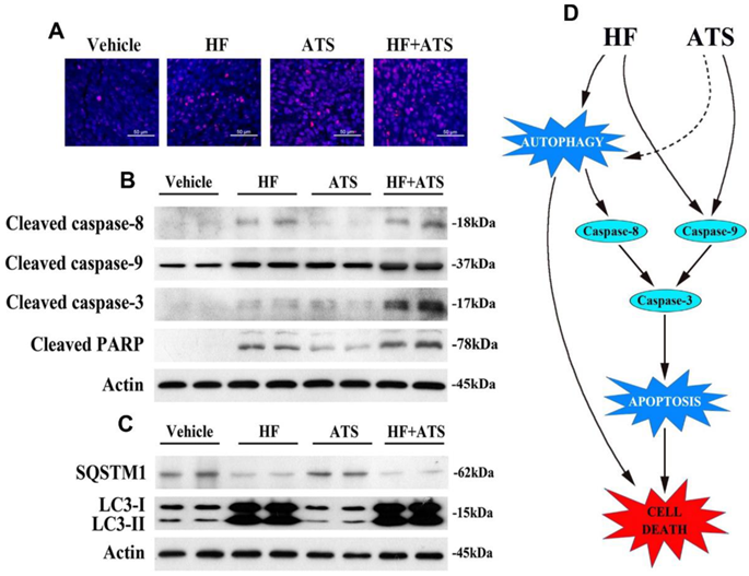 Int J Med Sci Image