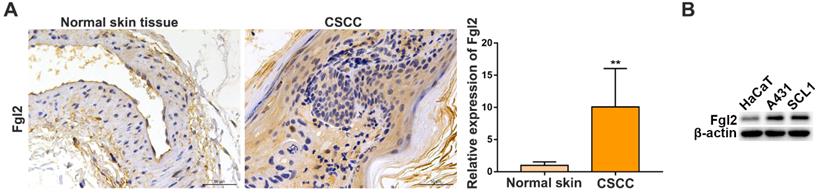 Int J Med Sci Image