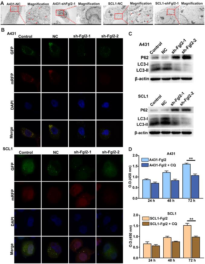 Int J Med Sci Image