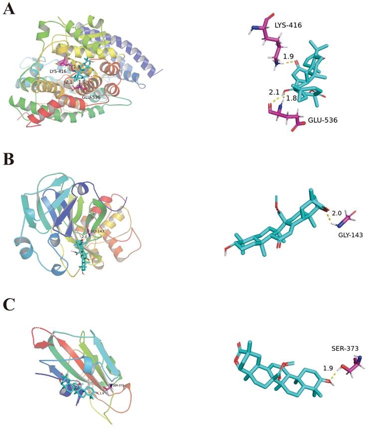 Int J Med Sci Image