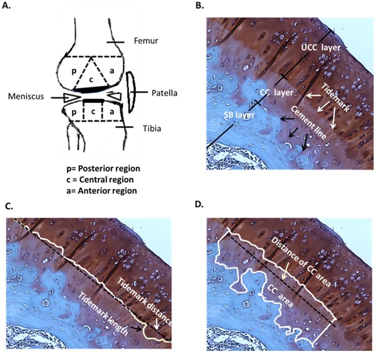 Int J Med Sci Image