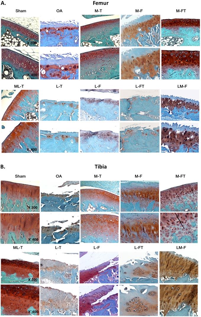 Int J Med Sci Image