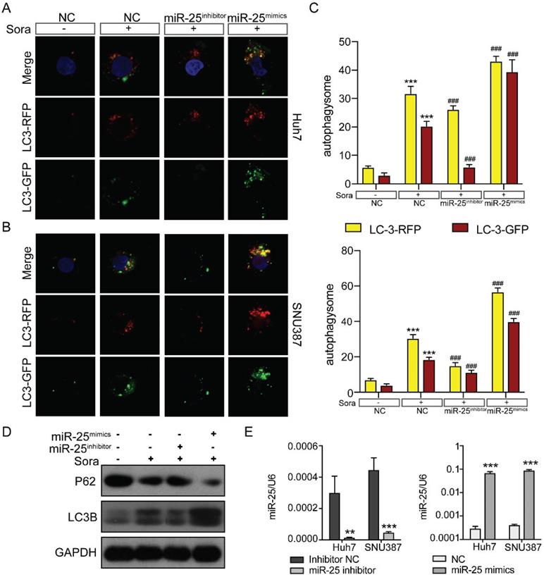 Int J Med Sci Image