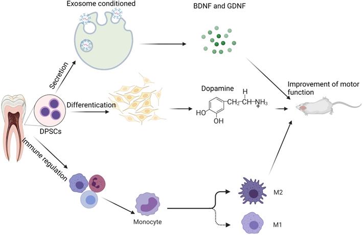 Int J Med Sci Image