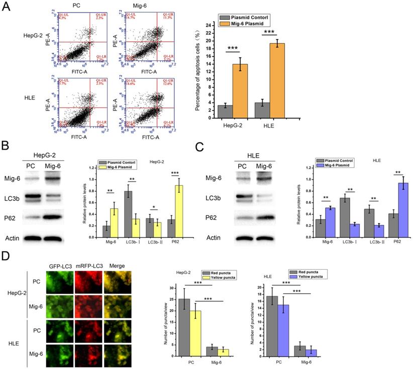 Int J Med Sci Image