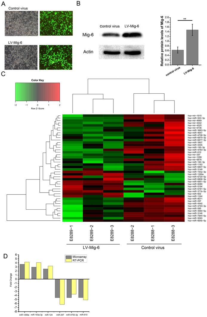 Int J Med Sci Image