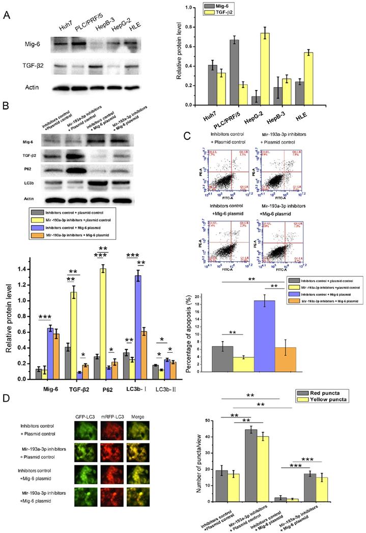 Int J Med Sci Image