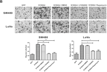 Int J Med Sci Image