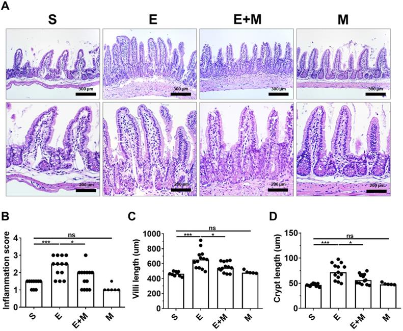 Int J Med Sci Image