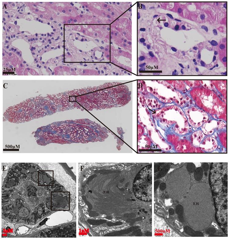 Int J Med Sci Image