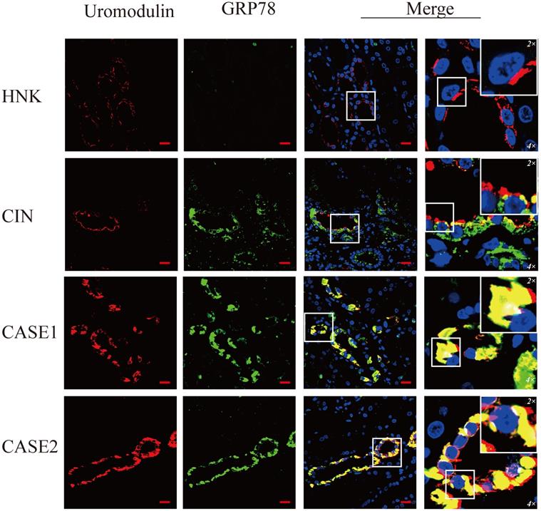 Int J Med Sci Image