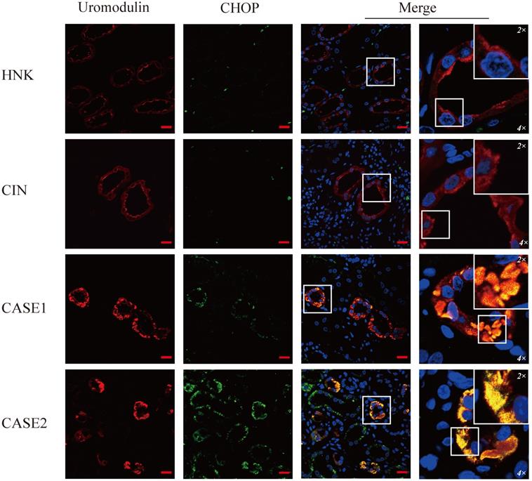 Int J Med Sci Image