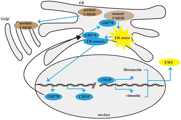 Int J Med Sci Image