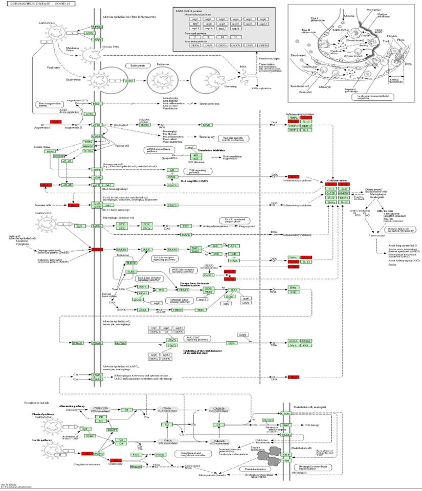 Int J Med Sci Image