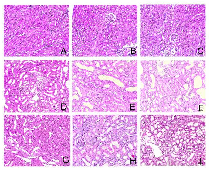 Int J Med Sci Image