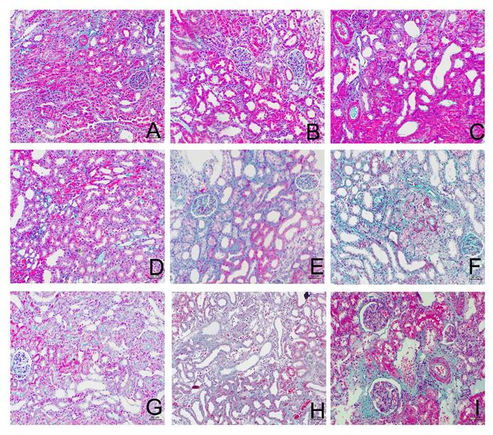 Int J Med Sci Image