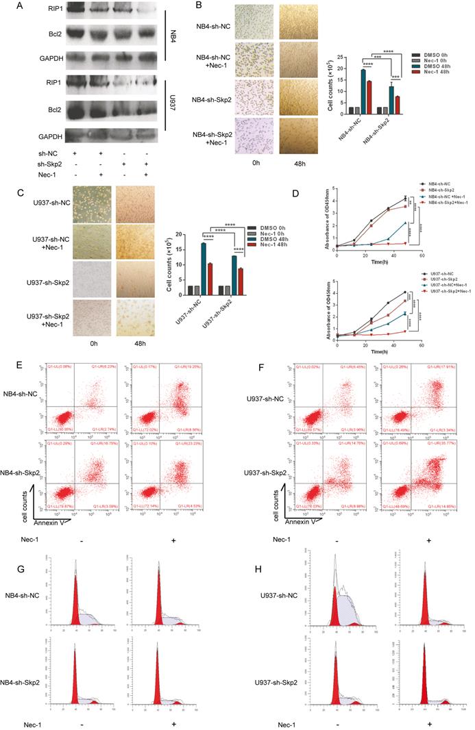 Int J Med Sci Image