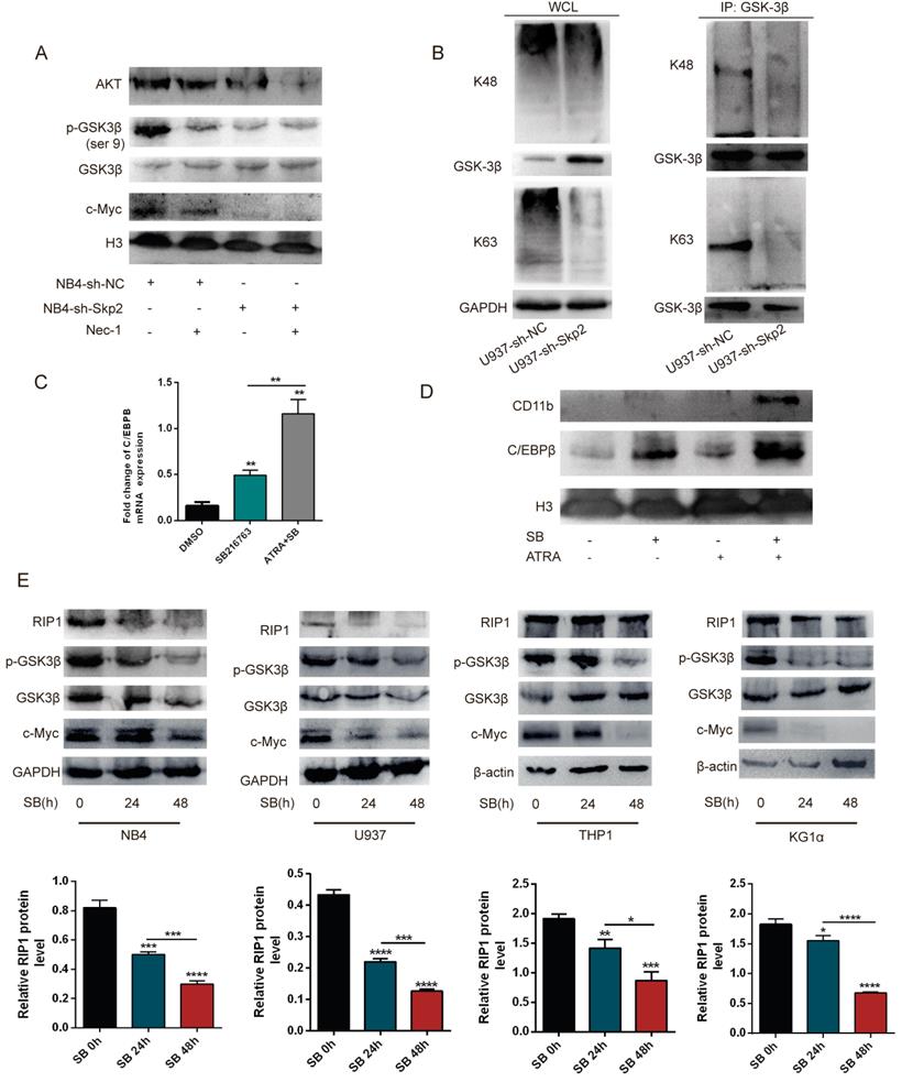 Int J Med Sci Image