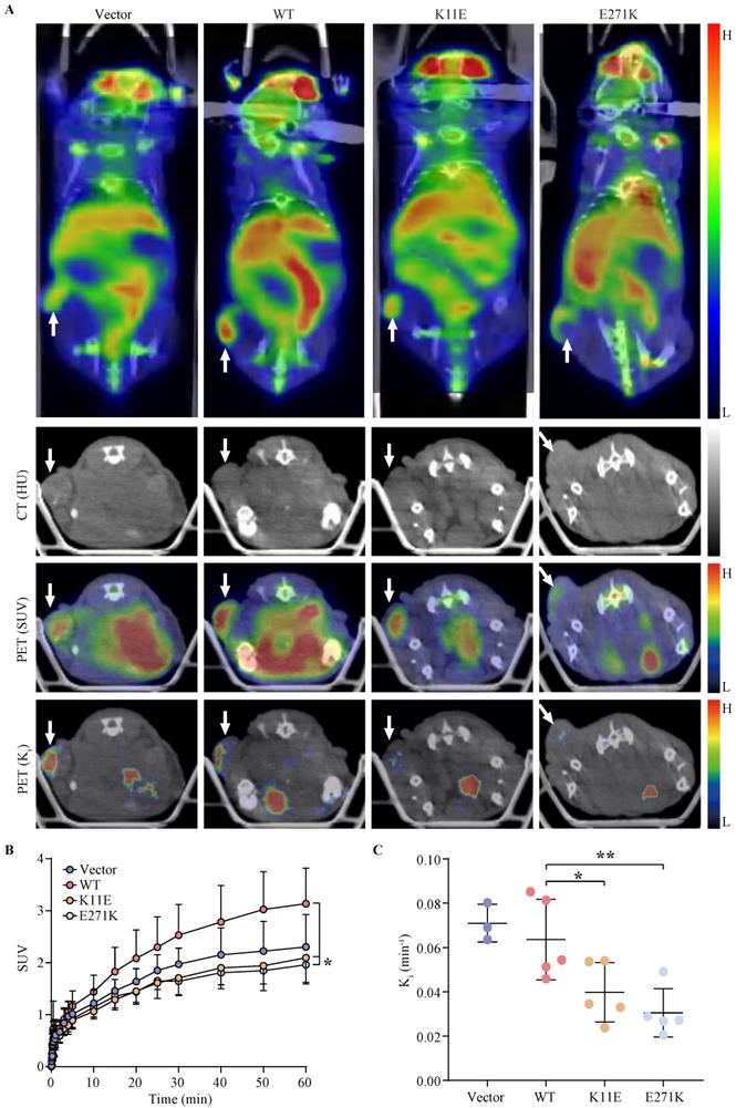 Int J Med Sci Image