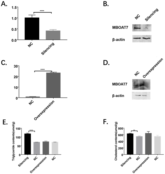 Int J Med Sci Image