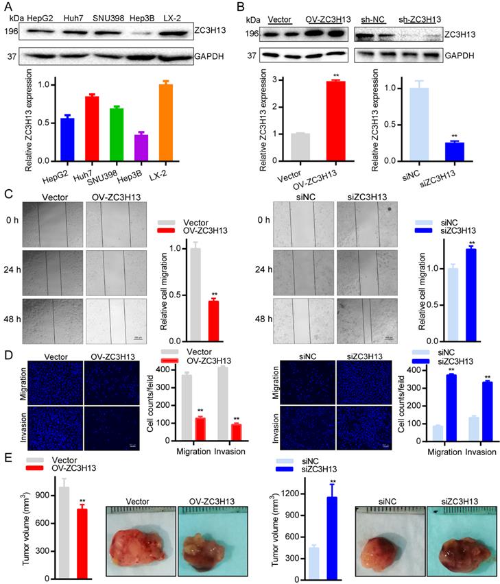 Int J Med Sci Image