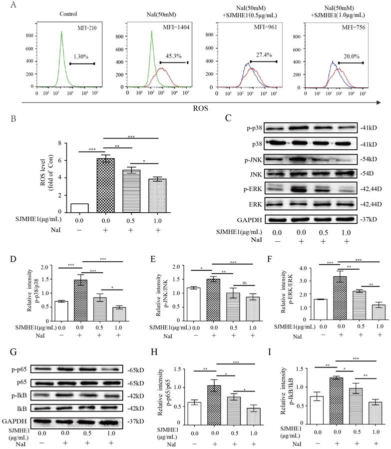 Int J Med Sci Image