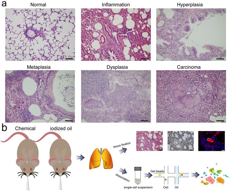 Int J Med Sci Image