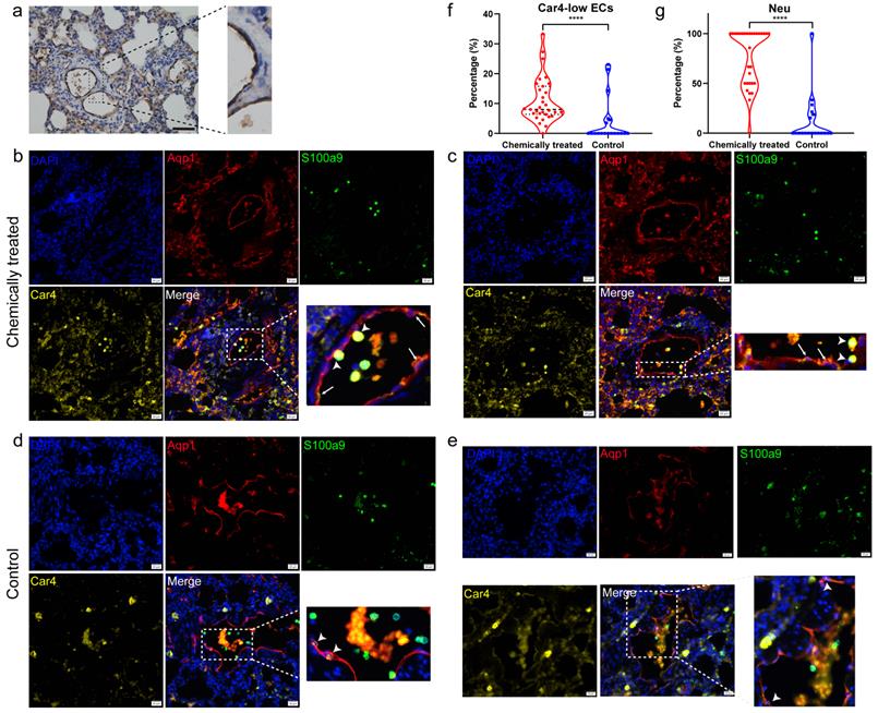 Int J Med Sci Image