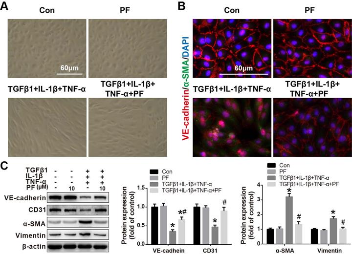 Int J Med Sci Image