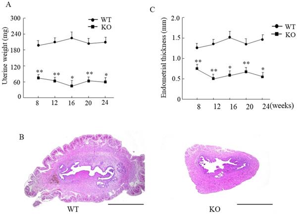 Int J Med Sci Image