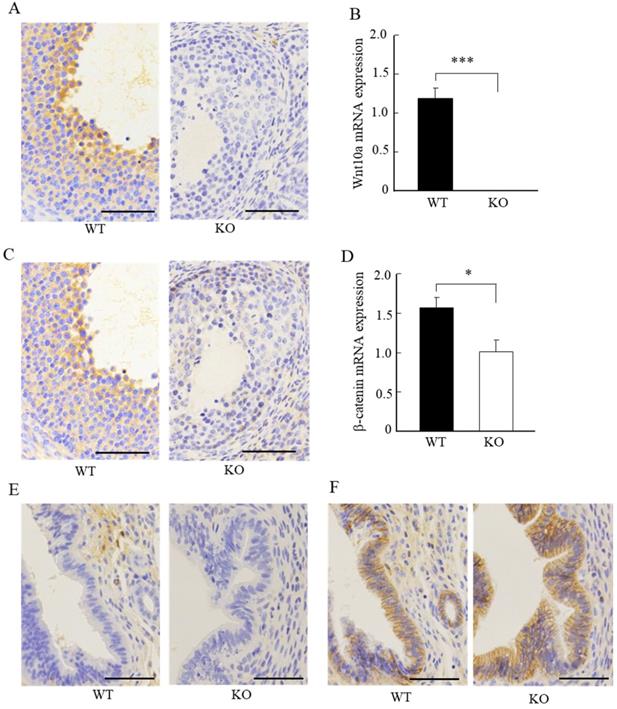 Int J Med Sci Image