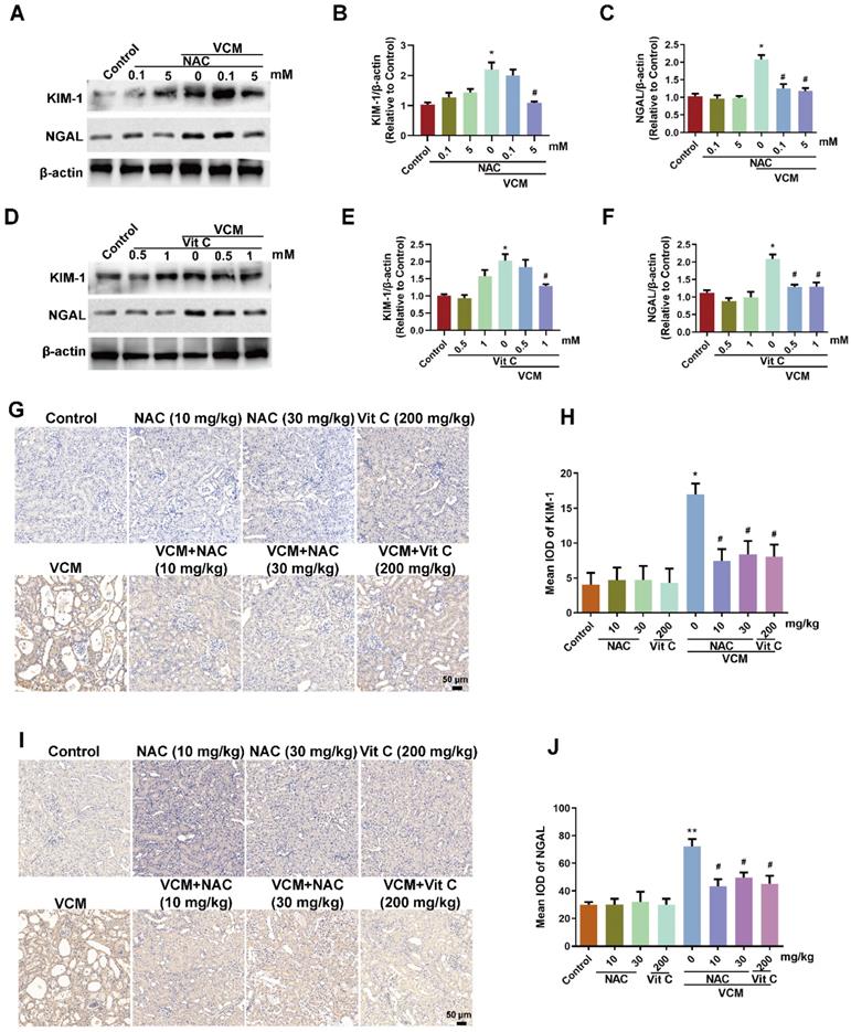 Int J Med Sci Image