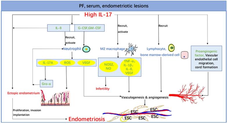 Int J Med Sci Image