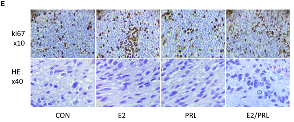 Int J Med Sci Image