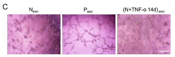 Int J Med Sci Image