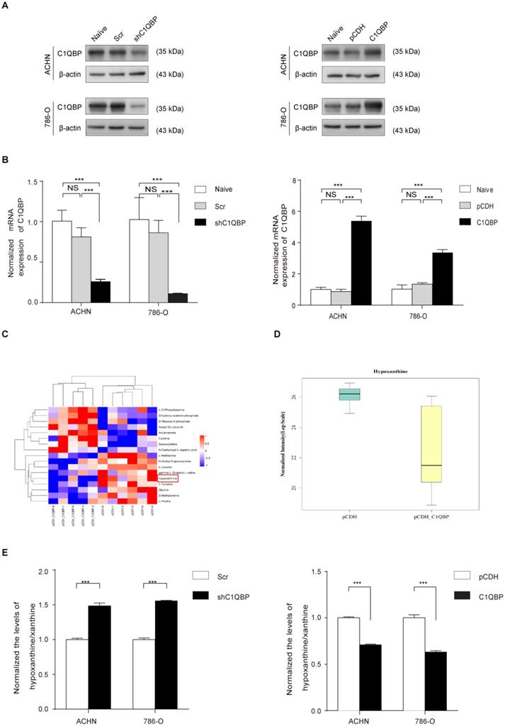 Int J Med Sci Image