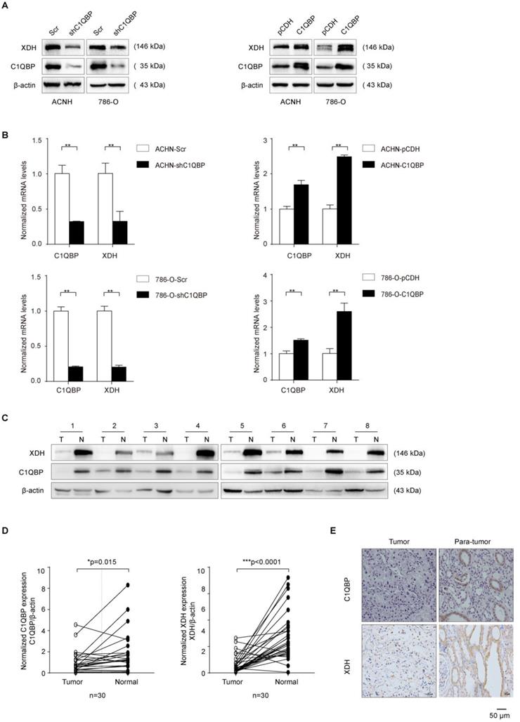 Int J Med Sci Image