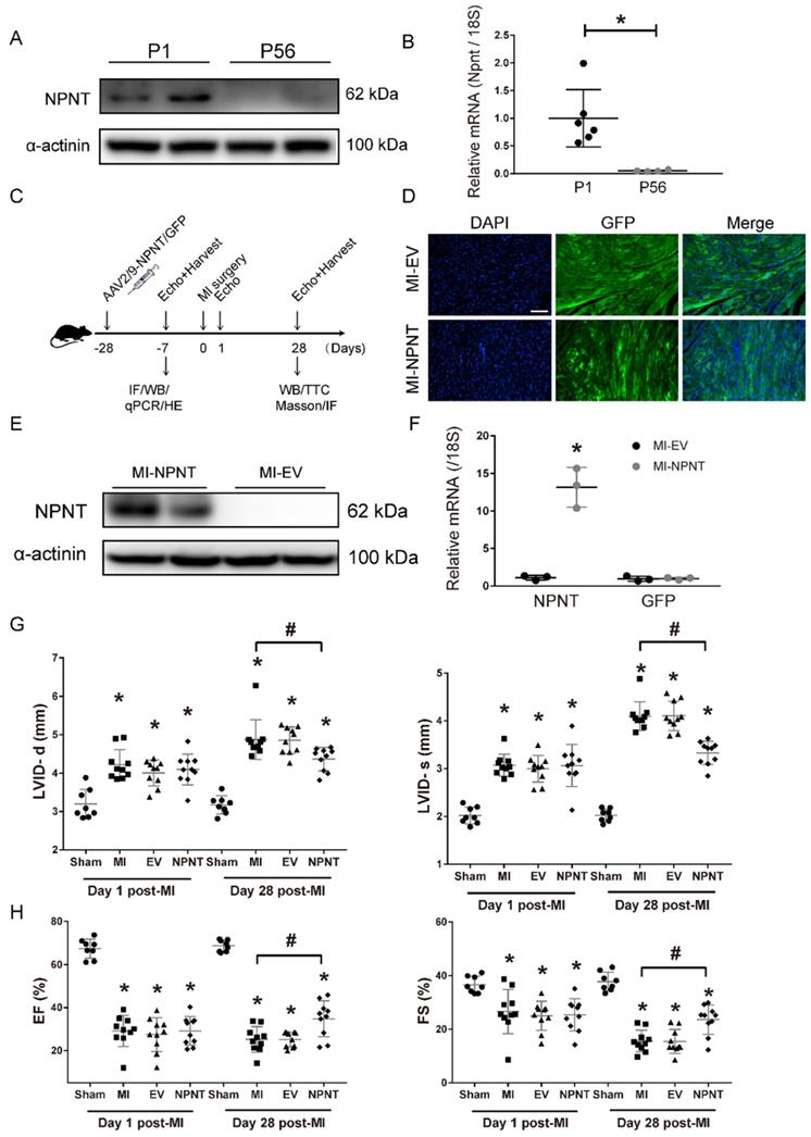 Int J Med Sci Image