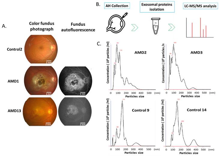 Int J Med Sci Image