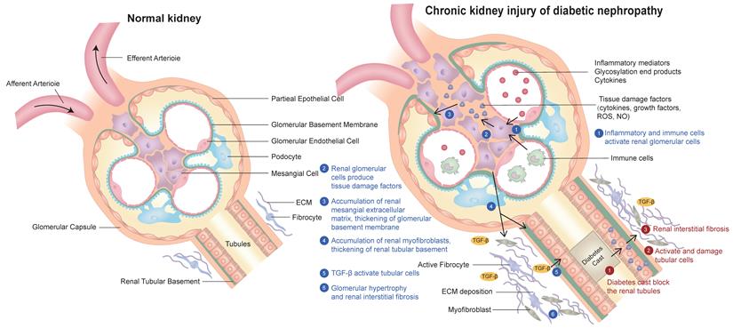 Int J Med Sci Image