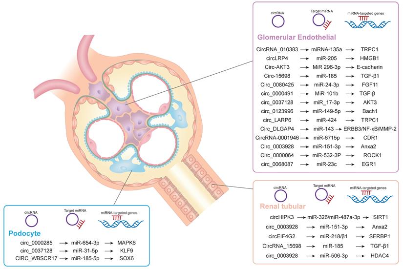 Int J Med Sci Image