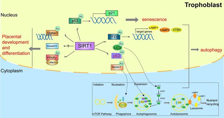 Int J Med Sci Image