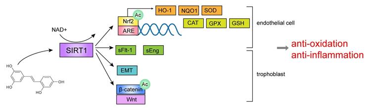 Int J Med Sci Image