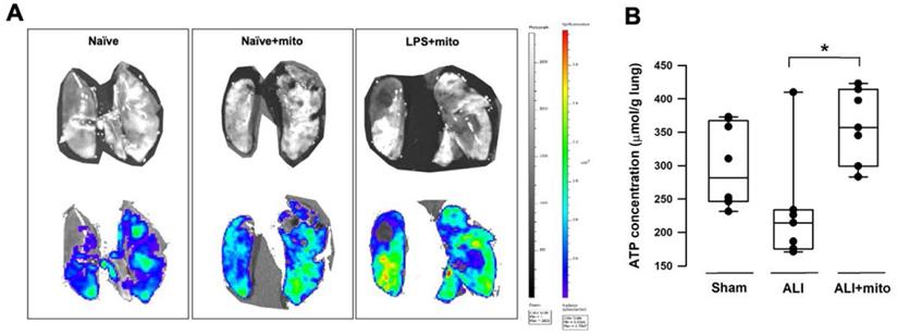 Int J Med Sci Image