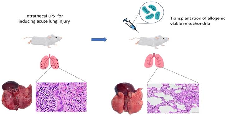 Int J Med Sci Image