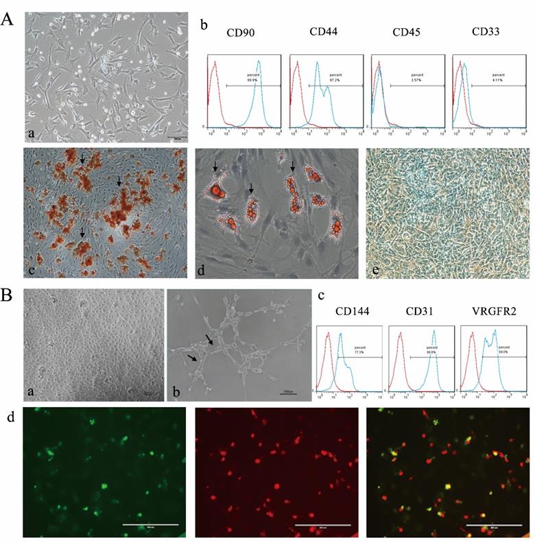 Int J Med Sci Image